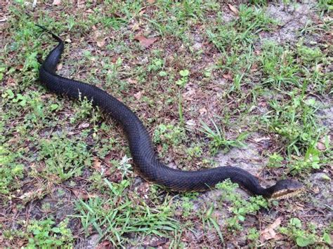 Florida Cottonmouth – Florida Snake ID Guide