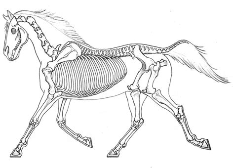 Horse Skeleton Drawing at GetDrawings | Free download