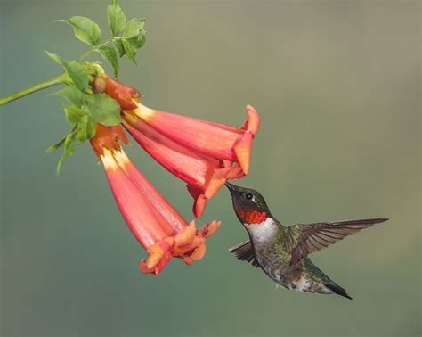 Ruby-throated Hummingbird and Trumpet Vine by Mike Bons on 500px | Ruby throated hummingbird ...