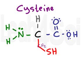 Understanding Amino Acid Side Chain Characteristics for the MCAT