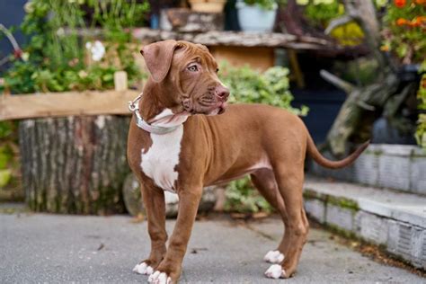 American Pit Bull Terrier: Characteristics, Care & Photos | BeChewy