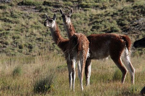 南米のラクダ・グアナコってどんな動物？ | 生き物情報ナビ