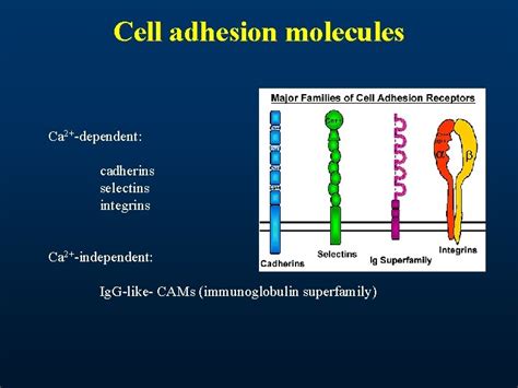 Cell adhesion junctional structures the epithelial cell Prof