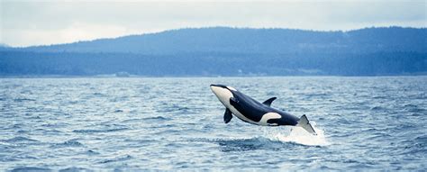 KILLER WHALES (Orcinus orca) - Habitat & Distribution