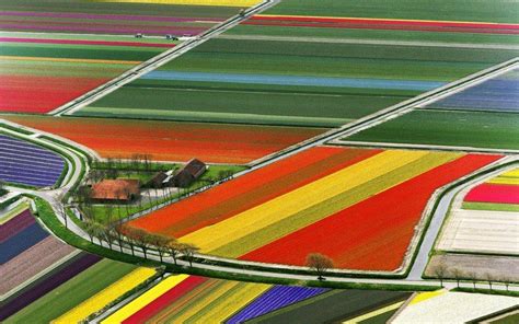 27 Magical Images Of The Blooming Tulip Farms In Holland