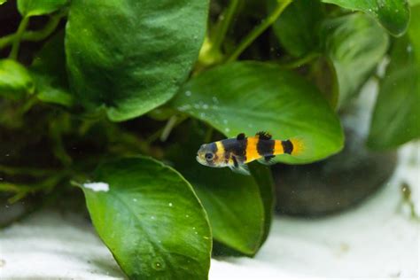 "Bumblebee Gobies: Care Guide"