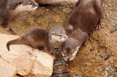 Adorable Photos of Baby Otters That'll Make Your Day Better | Reader's Digest