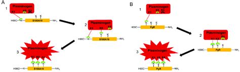 Three-point model of plasminogen binding to a plasminogen receptor ...