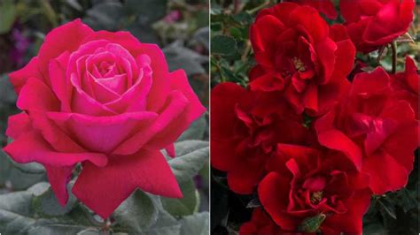 Star Roses Varieties Nab Awards for Ideal Garden Choices - Greenhouse ...