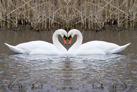 11 Animals That Mate For Life (PHOTOS) | HuffPost