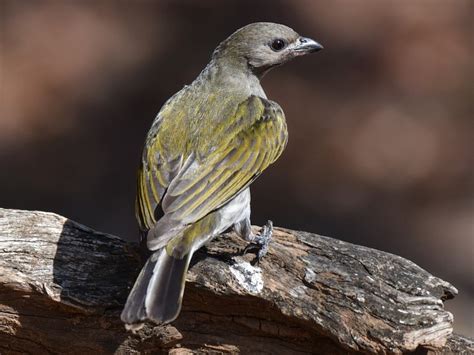 Lesser Honeyguide - eBird