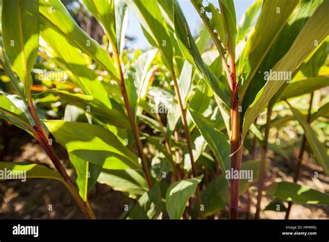 Cardamom plant hi-res stock photography and images - Alamy