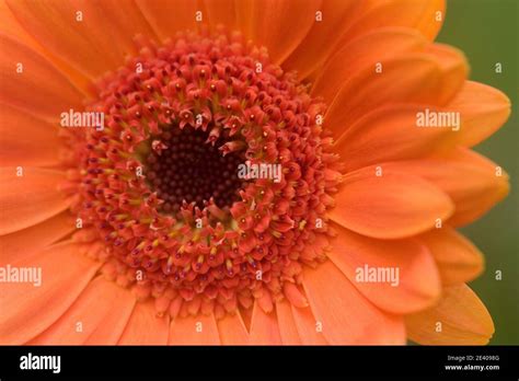 Gerbera daisy plant hi-res stock photography and images - Alamy