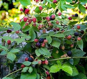 'Osage' Thornless Blackberry - Southern Living Plants