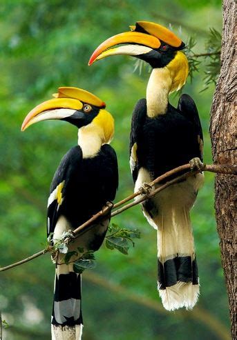 In news: Hornbill Festival - Civilsdaily