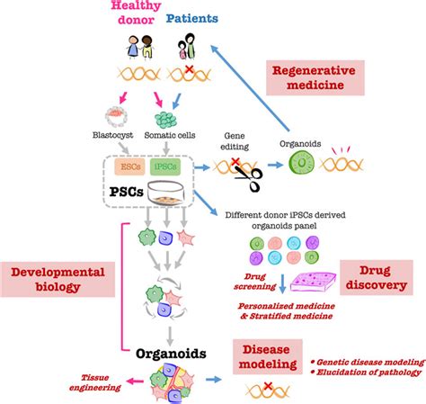 Frontiers | Modeling human liver organ development and diseases with pluripotent stem cell ...