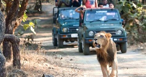 Gir Lion Safari Booking