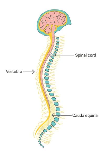 spinal cord anatomy Archives - Samarpan Physiotherapy Clinic