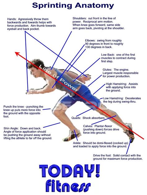 Sprinting Vs Long Distance Venn Diagram Sprinting Anatomy