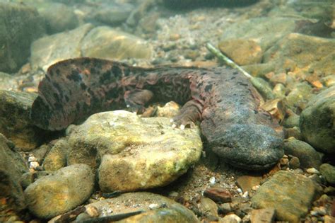 Pennsylvania state amphibian may be a, yes, hellbender | Outdoors | lancasteronline.com