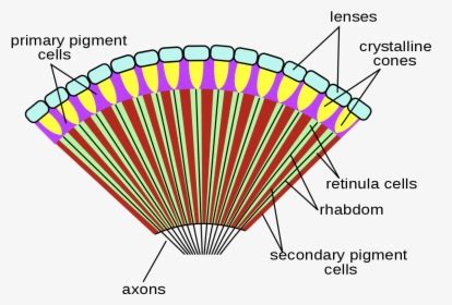 Transparent Eye Lens Png - Compound Eye Of Insect, Png Download ...