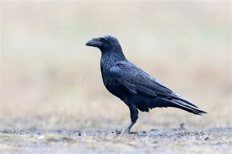 Close-up photo of a raven stock photo. Image of common - 136507606