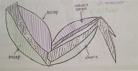 Muscular System: Chicken Wing Dissection - Matilda's Science Folio