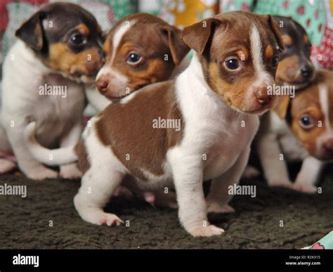 brazilian terrier Stock Photo - Alamy