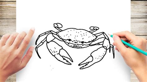 How to Draw A Realistic Crab - YouTube