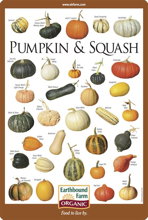 Pumpkin & Squash Pictures, Photos, and Images for Facebook, Tumblr, Pinterest, and Twitter