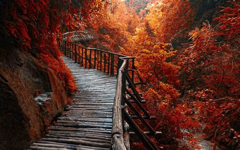 nature, Landscape, River, Forest, Fall, Walkway, Path, Trees, Leaves ...