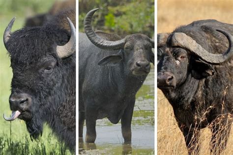 Bison vs Buffalo: What is the Difference Between These Bovidae?