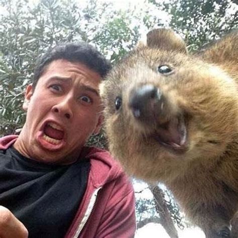 Quokka Selfie | Bored Panda