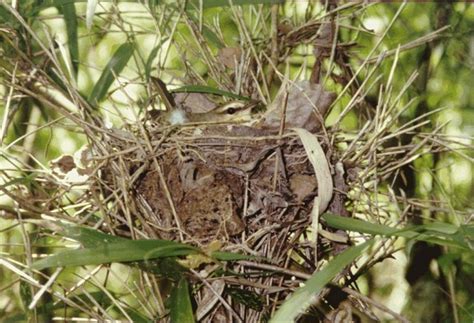 Pine Warbler | Coniferous Forest