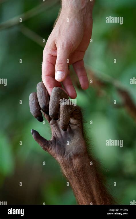 Orangutan (Pongo pygmaeus) hand holding / touching human hand, Sepilok ...