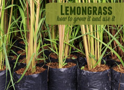 Lemongrass - How to Grow it and Use it |The Prairie Homestead