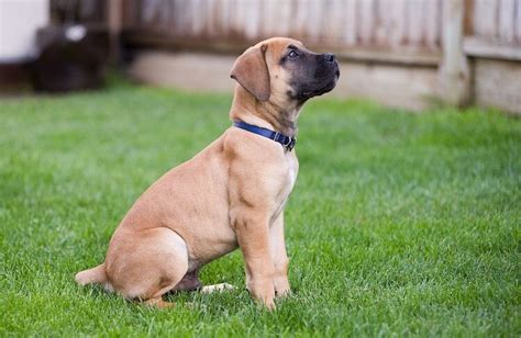 Boerboel Dog: What You Should Know About South African Boerboels | All ...