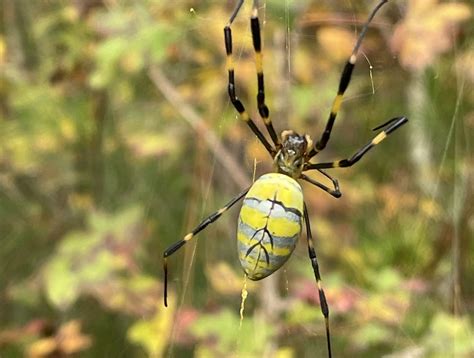 Joro Spiders: What You Need to Know - Alabama Cooperative Extension System