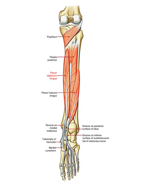 나눔치료 - 긴발가락 굽힘근과 긴엄지 굽힘근(장지굴근과 장모지굴근, Flexor digitorum longus and Flexor hallucis longus)