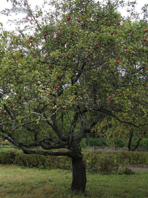 Old Apple Tree In Autumn Garden Stock Image - Image of outdoor, harvest ...