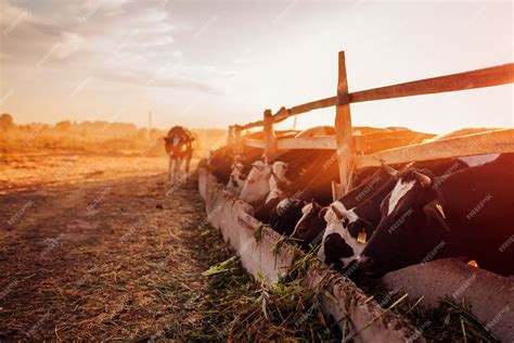 Premium Photo | Cows grazing on farm yard at sunset. Cattle eating and ...