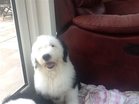 Old English Sheepdog Dogs and Puppies for sale in Whitland | Pets4Homes | Sheep dog puppy, Old ...