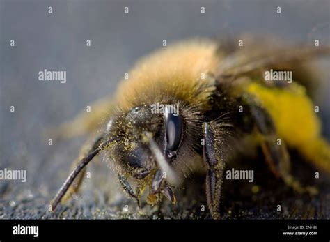 Bumble bee macro hi-res stock photography and images - Alamy