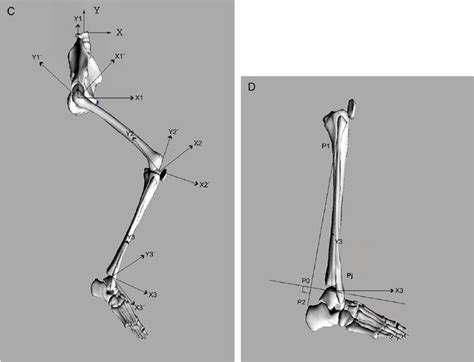 C. Diagram of the relationship between the proximal and distal local... | Download Scientific ...