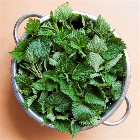 Buy Stinging Nettles Online | Whole Earth Harvest