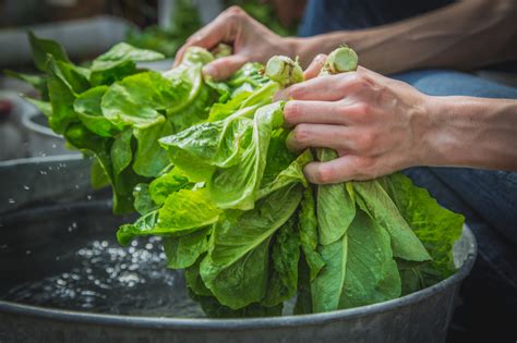 Harvesting and Handling Lettuce for a Longer Shelf Life - Upstart ...