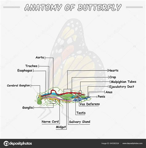 Illustration Internal Anatomy Butterfly Part Butterfly Biology ...