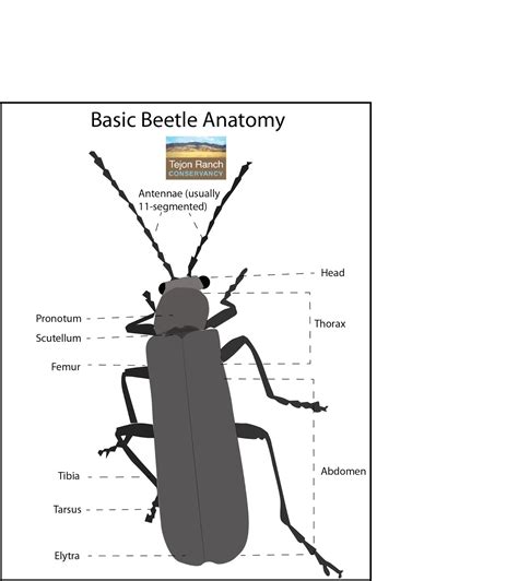 Beetle Wings Anatomy