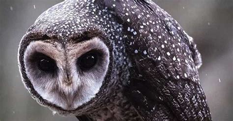 25 Surprisingly Scary Pictures of Owls