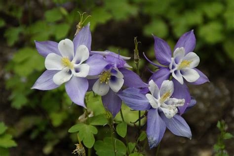 8 Gorgeous Drought-Tolerant Shade Plants to Make Your Garden Alive - Garden and Happy